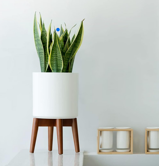 Indoor Mid-Century Modern Plant Stand (Plant and Pot NOT Included)